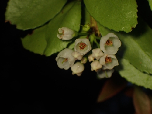 Vaccinium ovatum