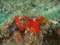 Phorbas fictitius