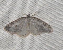 Venusia duodecemlineata