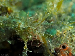 Periclimenes scriptus