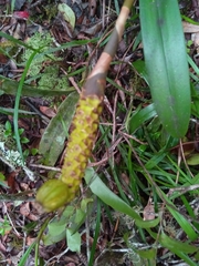 Bulbophyllum coriophorum image