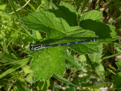 Coenagrion puella