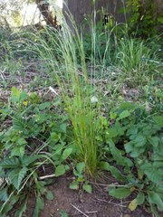 Deschampsia elongata