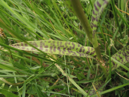 Broad-leaved Marsh Orchid