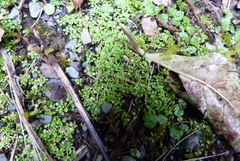 Callitriche muelleri