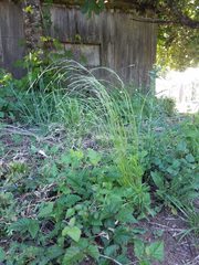 Deschampsia elongata