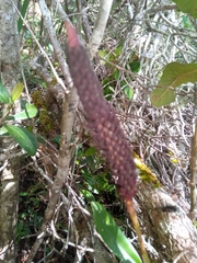 Ploiarium