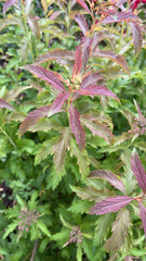 Filipendula rubra