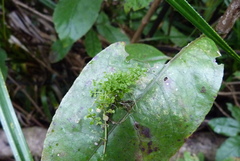 Callitriche muelleri