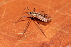 Prionolabis rufibasis