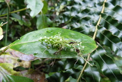 Callitriche muelleri