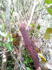 Ploiarium