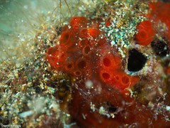 Phorbas fictitius