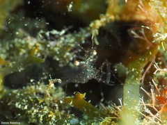 Periclimenes scriptus