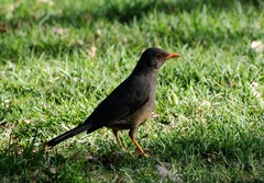 Turdus smithi