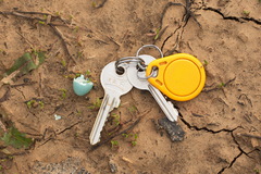 Phoenicurus phoenicurus