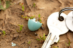 Phoenicurus phoenicurus