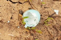 Phoenicurus phoenicurus