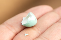 Phoenicurus phoenicurus