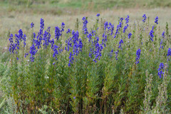 Aconitum soongaricum