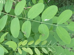 Phloeospora robiniae