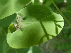 Phloeospora robiniae