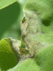 Phloeospora robiniae