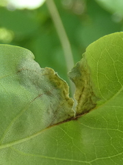 Phloeospora robiniae