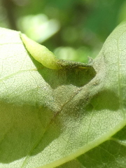 Phloeospora robiniae