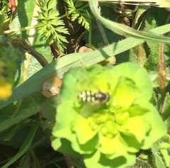 Eupeodes