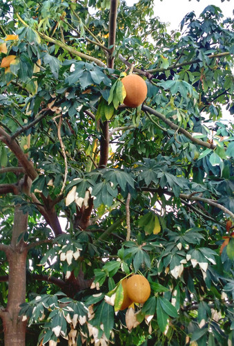 Zapote de agua (Pachira aquatica)
