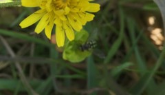 Eupeodes