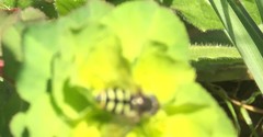 Eupeodes