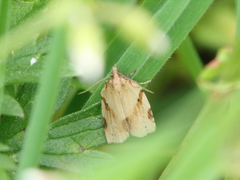Clepsis spectrana