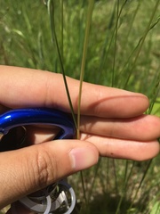 Bromus pumpellianus