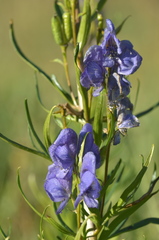 Aconitum soongaricum