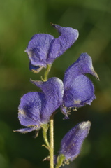 Aconitum soongaricum