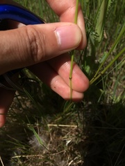 Bromus pumpellianus