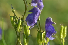 Aconitum soongaricum