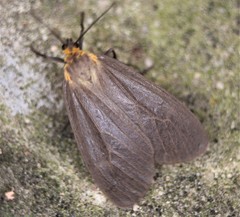 Pagara simplex
