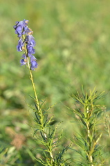 Aconitum soongaricum