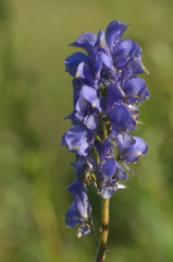 Aconitum soongaricum