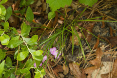 Callisia graminea