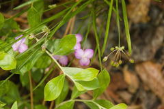 Callisia graminea