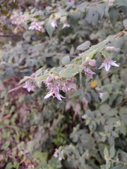 Solanum didymum