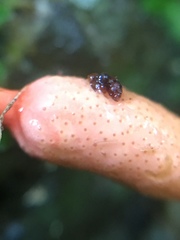 Ophiocordycipitaceae