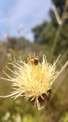 Rhaponticoides africana