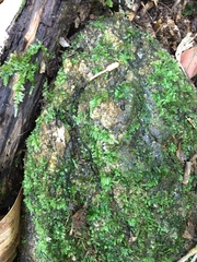 Ophiocordycipitaceae