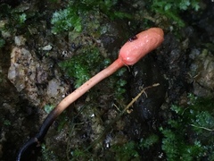 Ophiocordycipitaceae