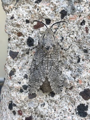 Prionoxystus robiniae